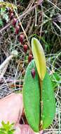 Image of Stelis restrepioides (Lindl.) Pridgeon & M. W. Chase