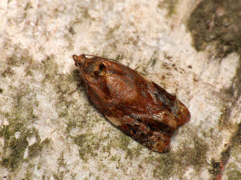 Image of red-barred tortrix