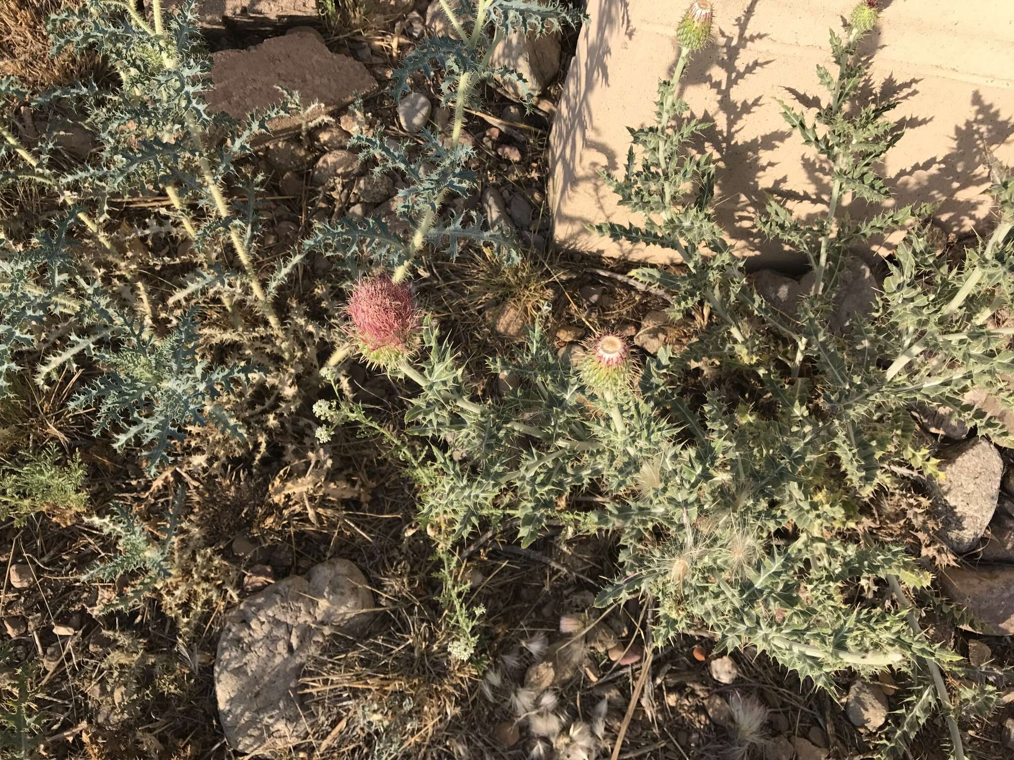 Plancia ëd Cirsium ochrocentrum A. Gray