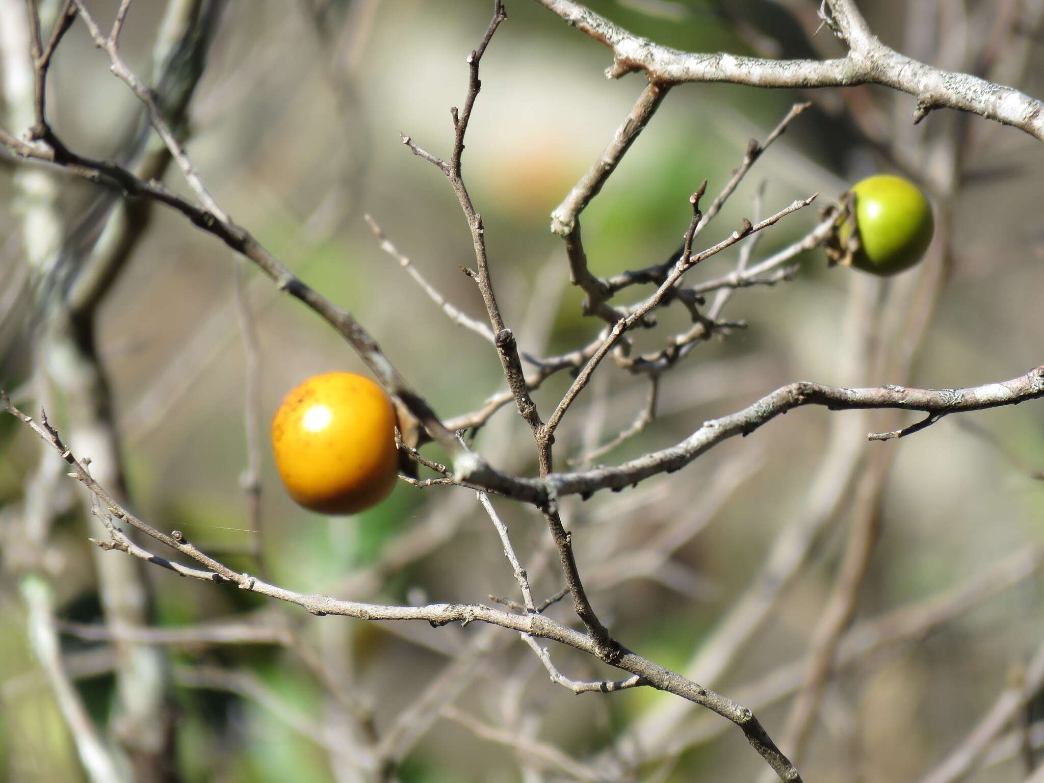 Sivun Diospyros salicifolia Humb. & Bonpl. ex Willd. kuva