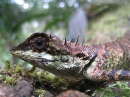 Image of Elliot's Forest Lizard