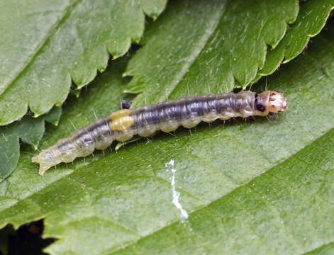 Image of barred fruit-tree tortrix