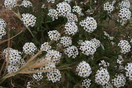 Image de Lobularia