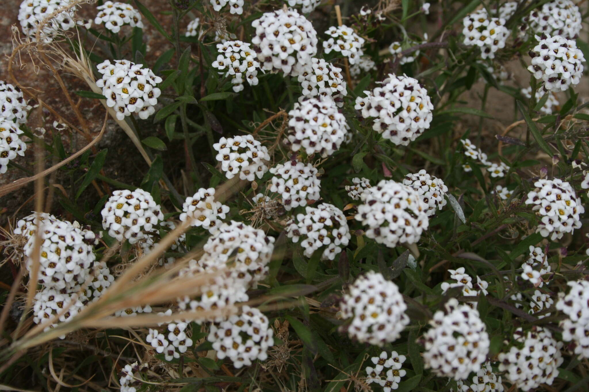 Image de Lobularia