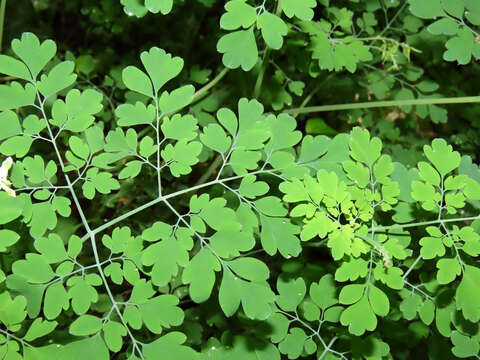 Image of Pseudofumaria alba subsp. alba