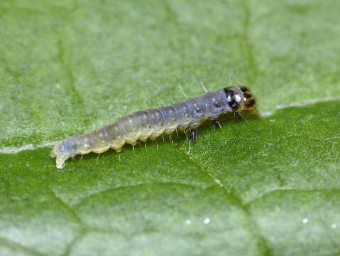 Image of barred fruit-tree tortrix