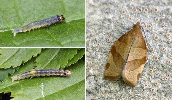 Image of barred fruit-tree tortrix