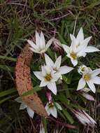 Image of Ipheion sessile (Phil.) Traub