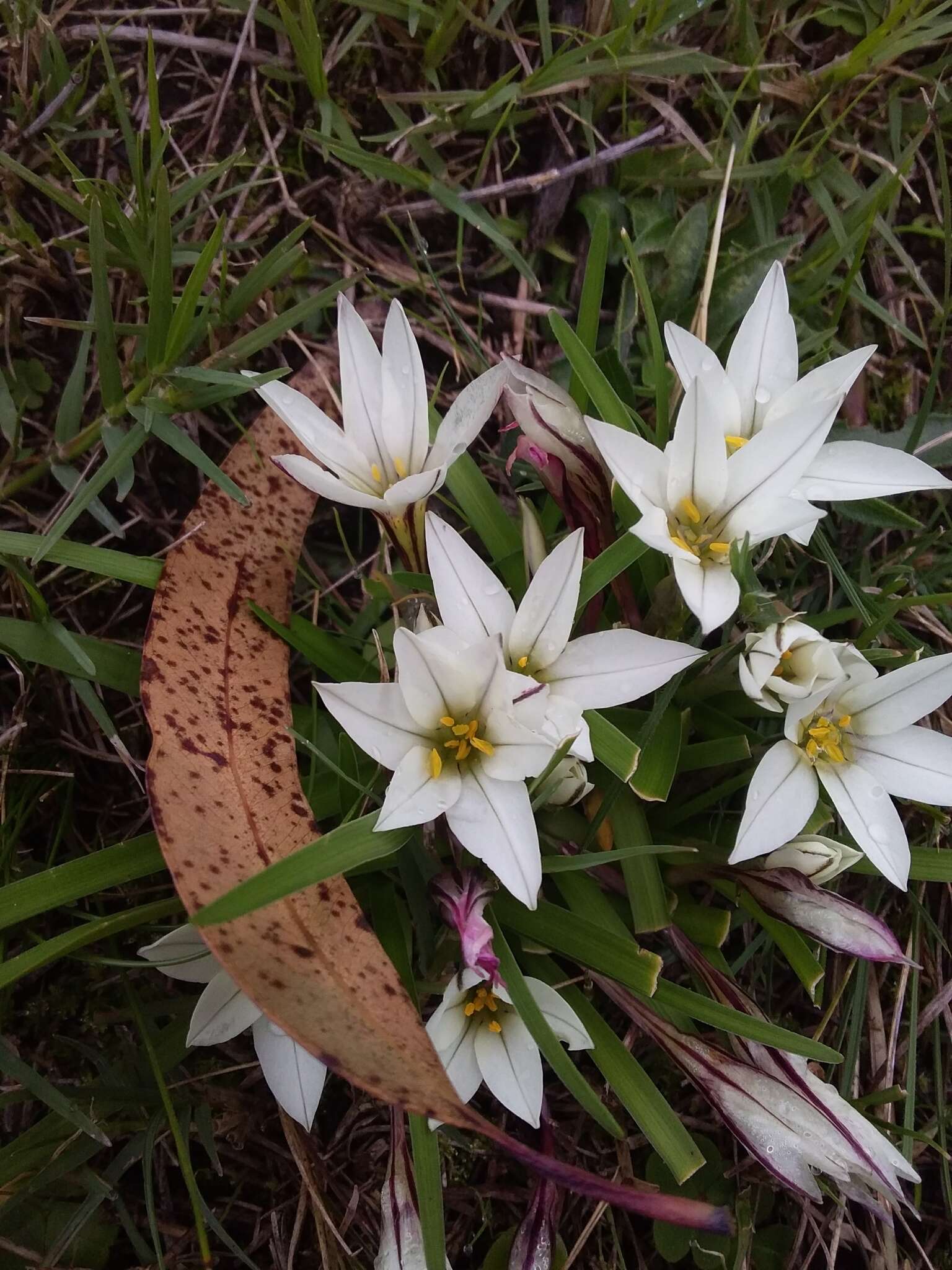 Image of Ipheion sessile (Phil.) Traub