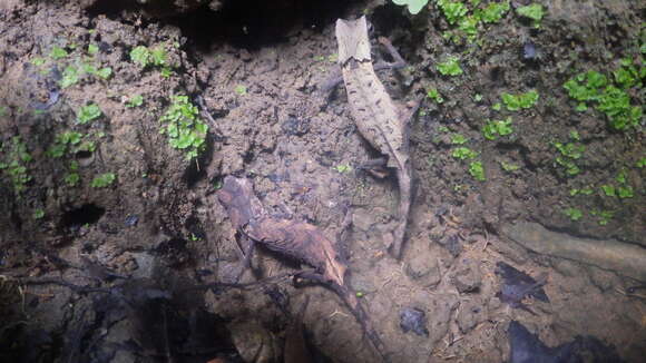 Imagem de Brookesia stumpffi Boettger 1894