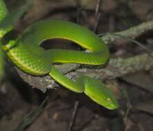 Image of Trimeresurus vogeli David, Vidal & Pauwels 2001