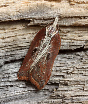 Image of Acleris cristana Denis & Schiffermüller 1775