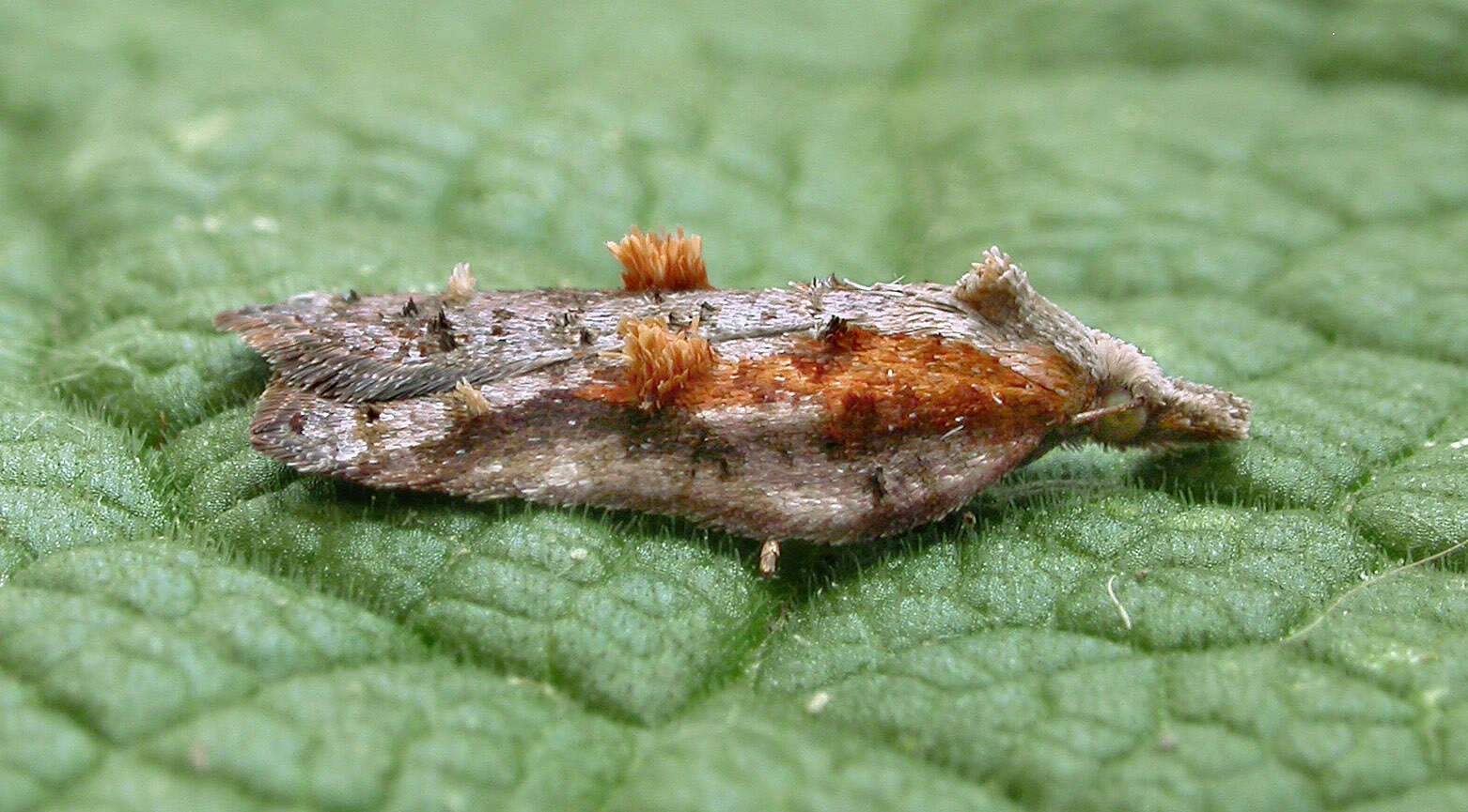 Image of Acleris cristana Denis & Schiffermüller 1775