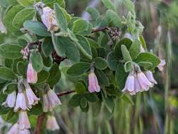 Image of Parish's snowberry