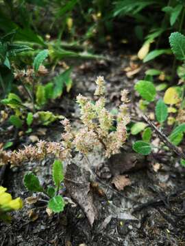 Image of Crassula colligata subsp. lamprosperma Toelken