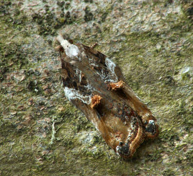 Image of Acleris cristana Denis & Schiffermüller 1775