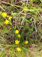 Image of Corchorus confusus Wild