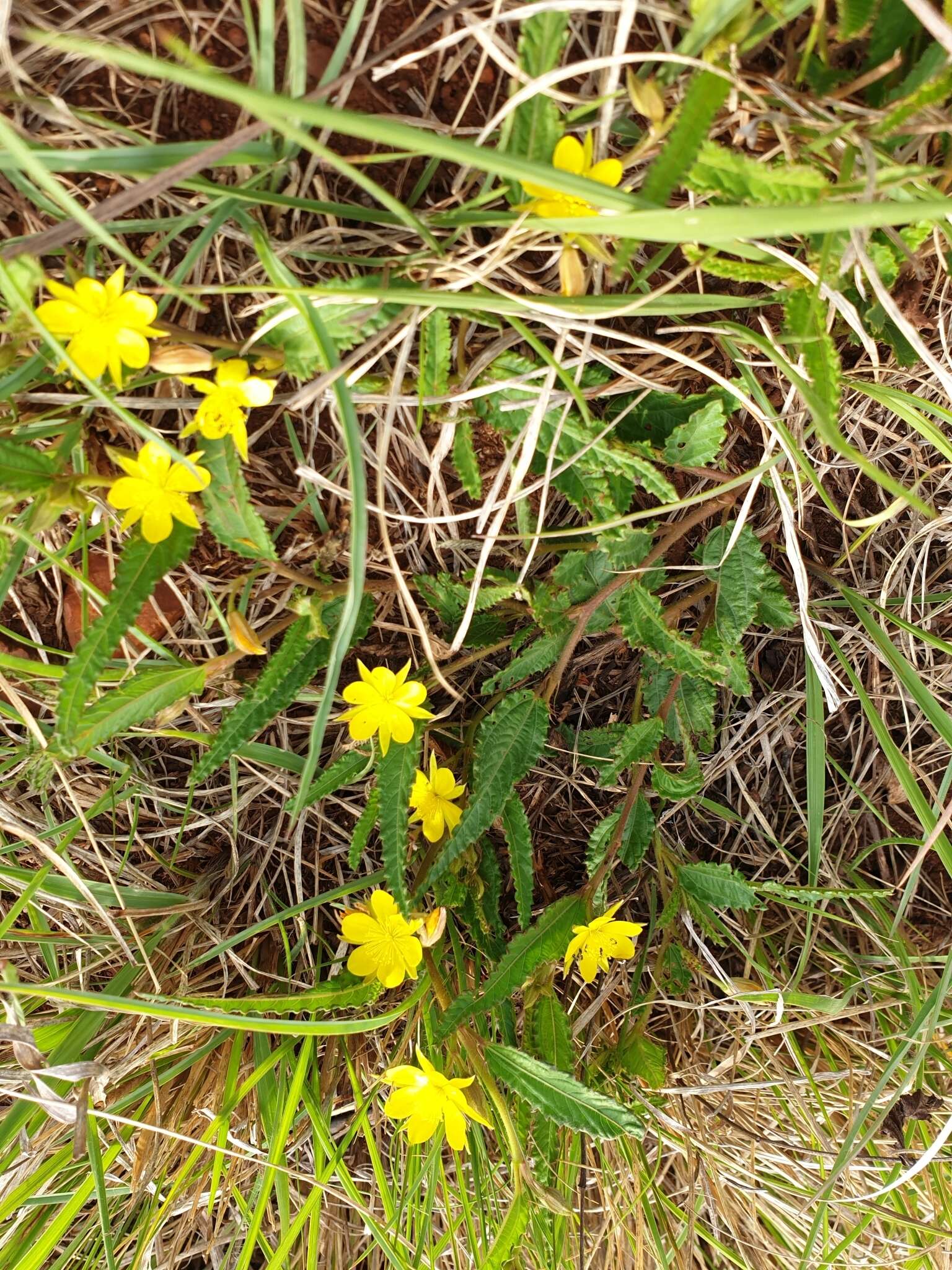 Image of Corchorus confusus Wild