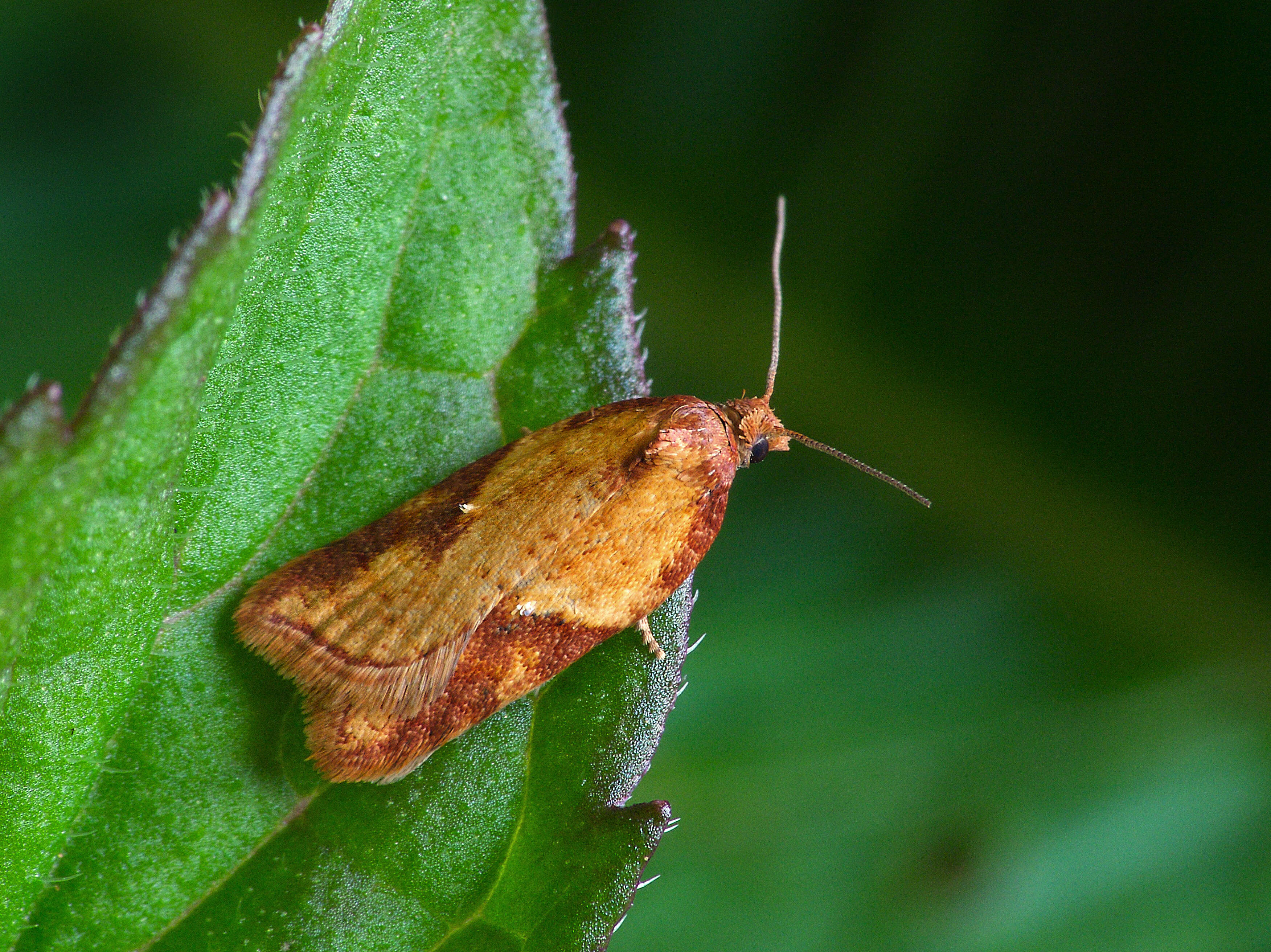 Image of Ginger Button