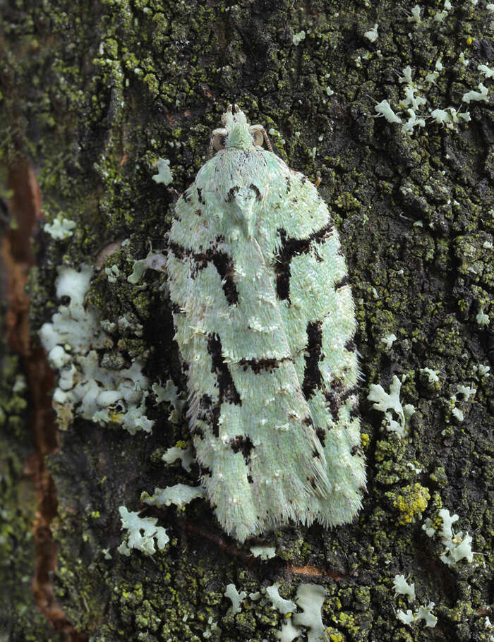 Image of Acleris literana Linnaeus 1758