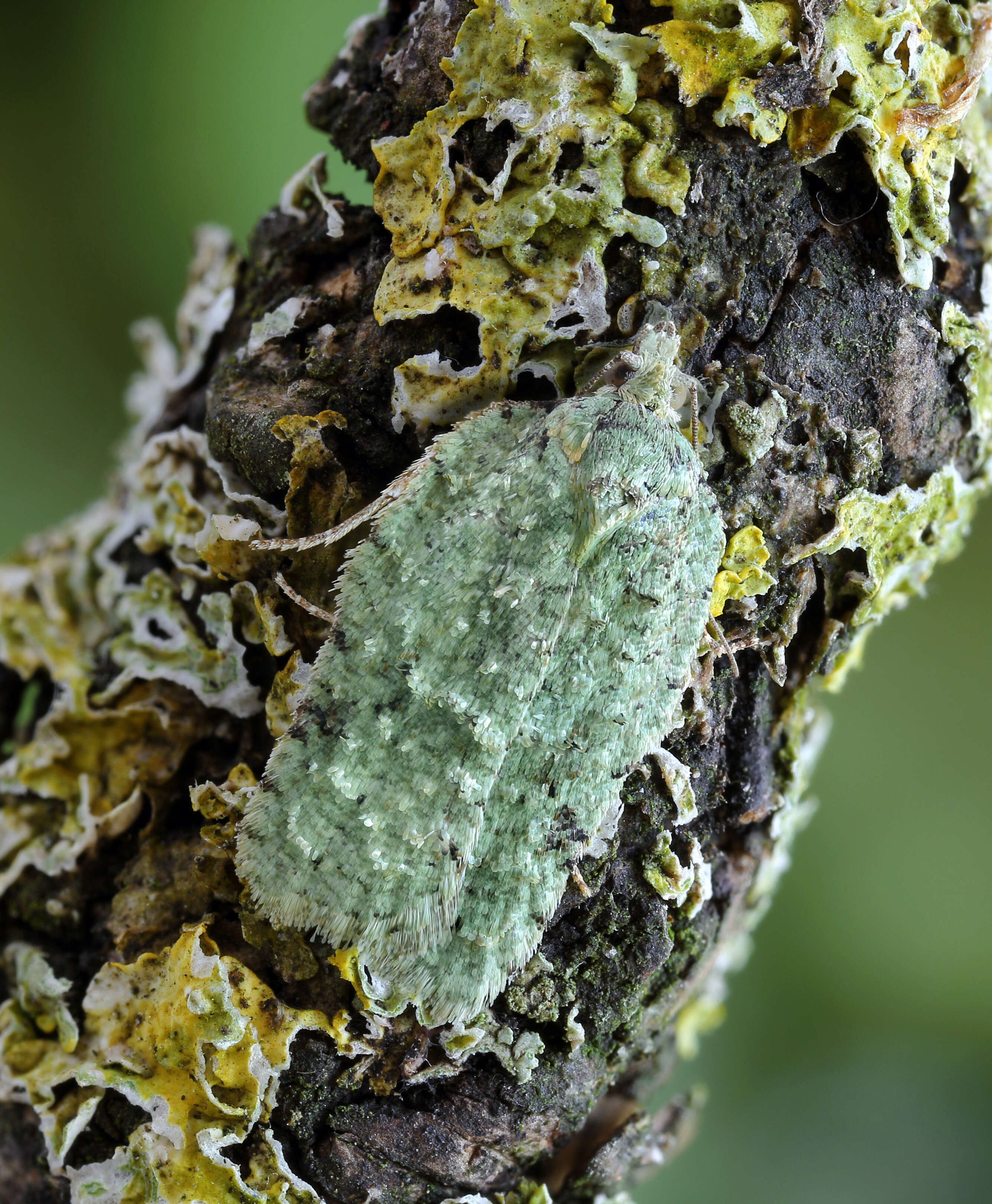 Image of Acleris literana Linnaeus 1758