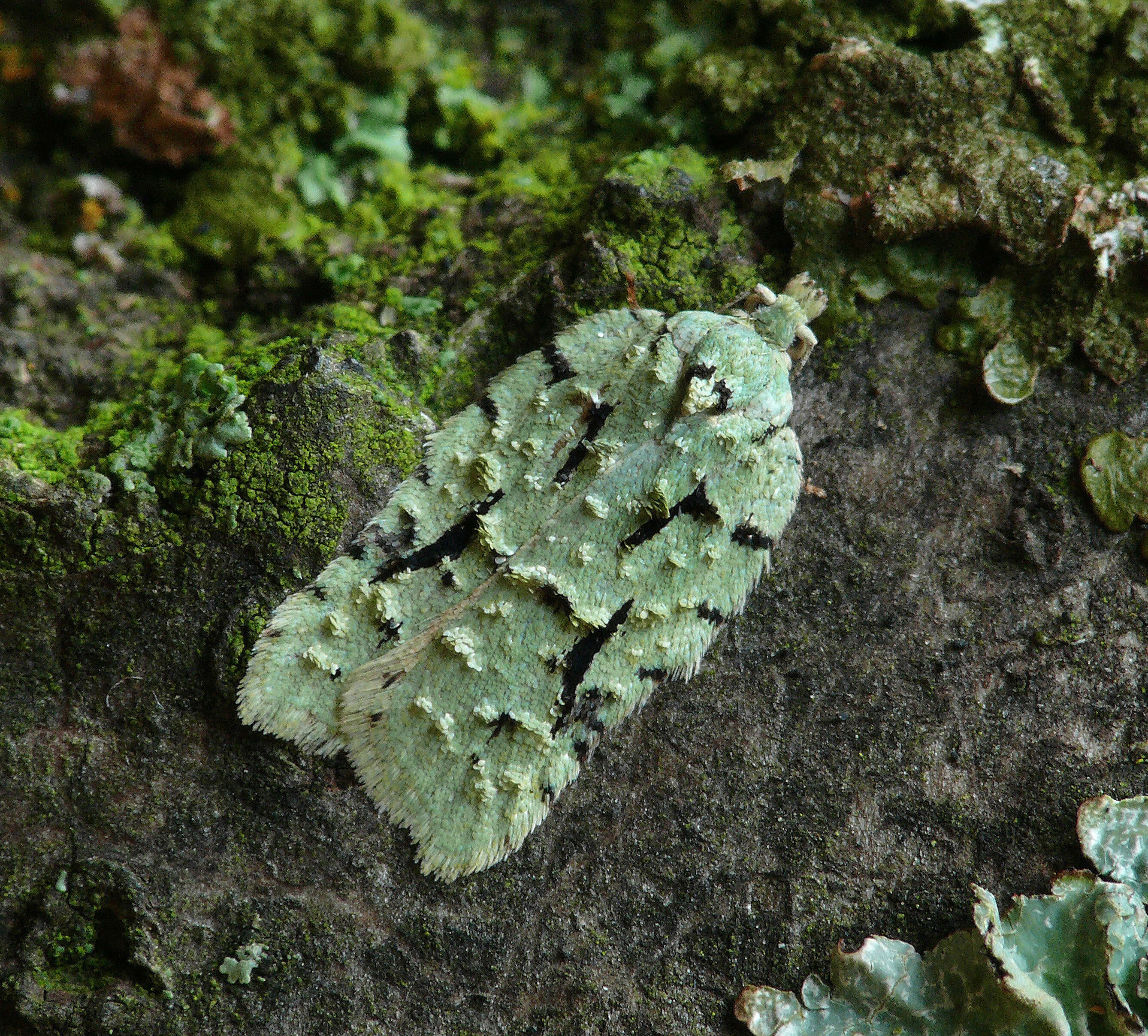 Image of Acleris literana Linnaeus 1758