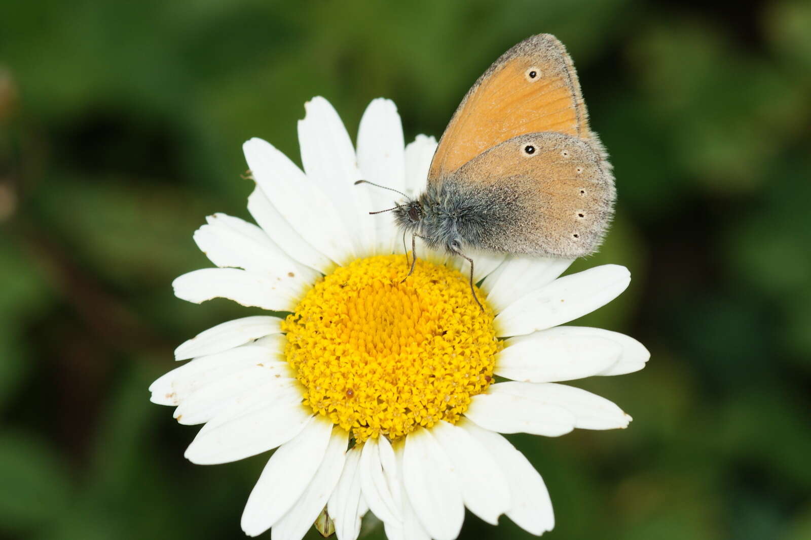 Image of Coenonympha symphita Lederer 1870