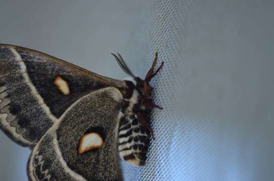 Image of Columbia Silkmoth