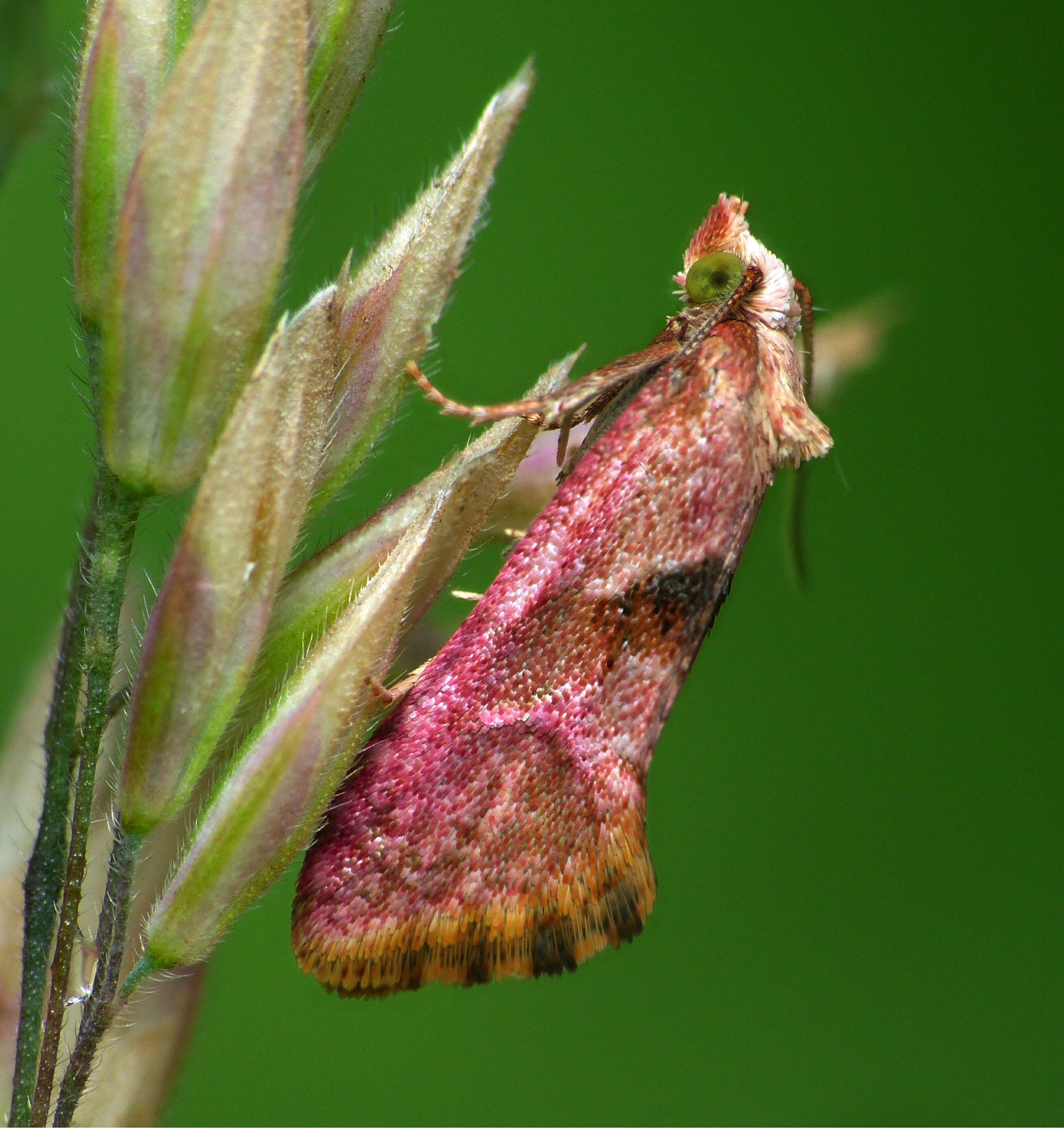 Image of Cochylis roseana Haworth 1911