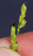 Imagem de Panicum linearifolium Scribn.