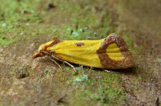 Image of Sulfur knapweed root moth