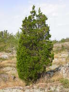 صورة Juniperus virginiana var. virginiana