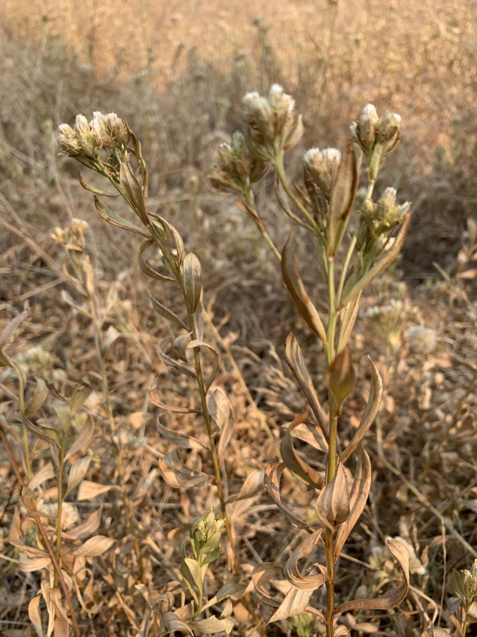 Image of Columbian whitetop aster