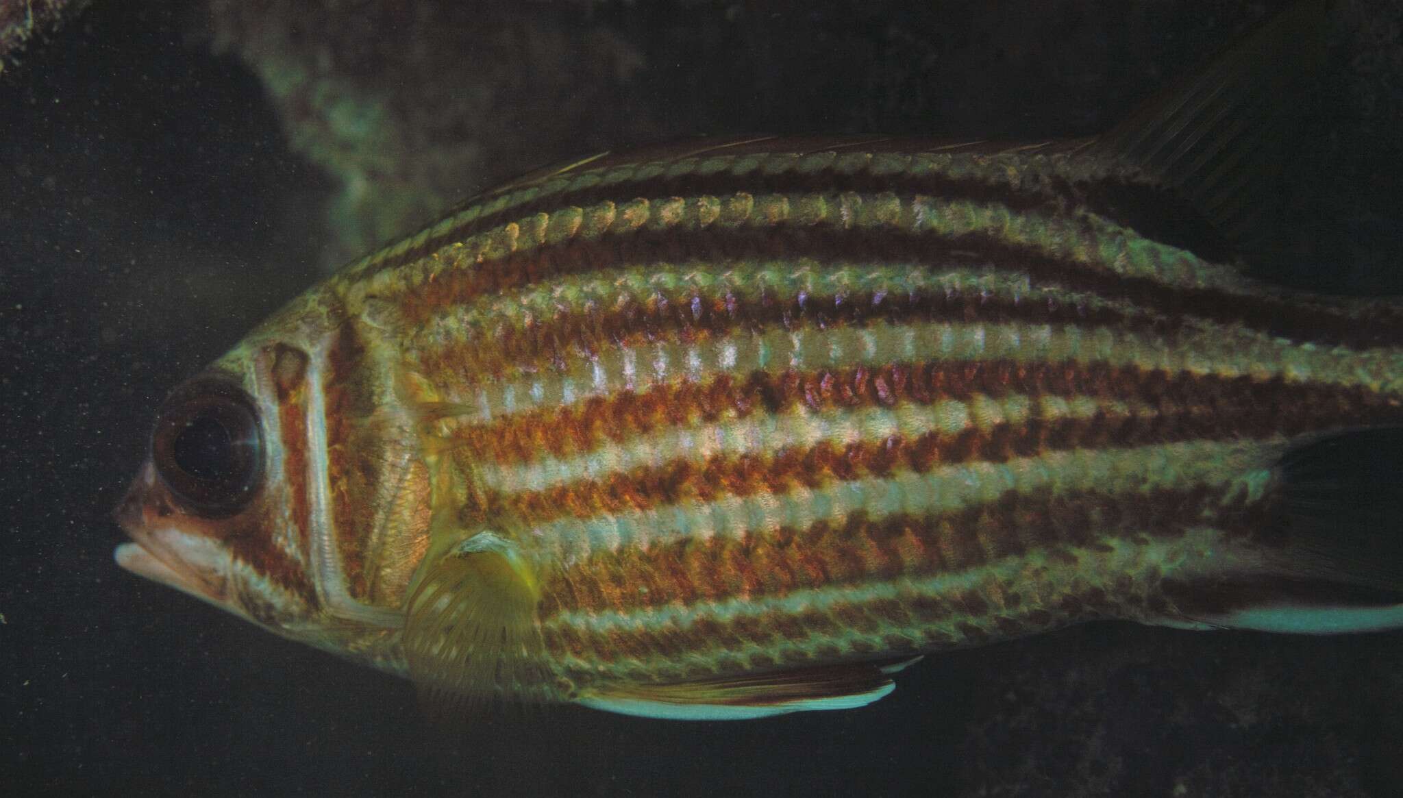 Image of Red Striped Squirrelfish