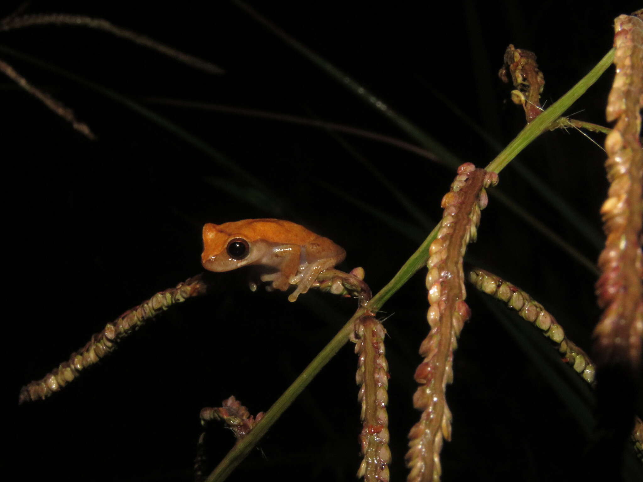 Image of Koechlin's Treefrog