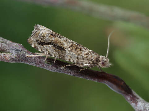 Image of Epinotia signatana Douglas 1845