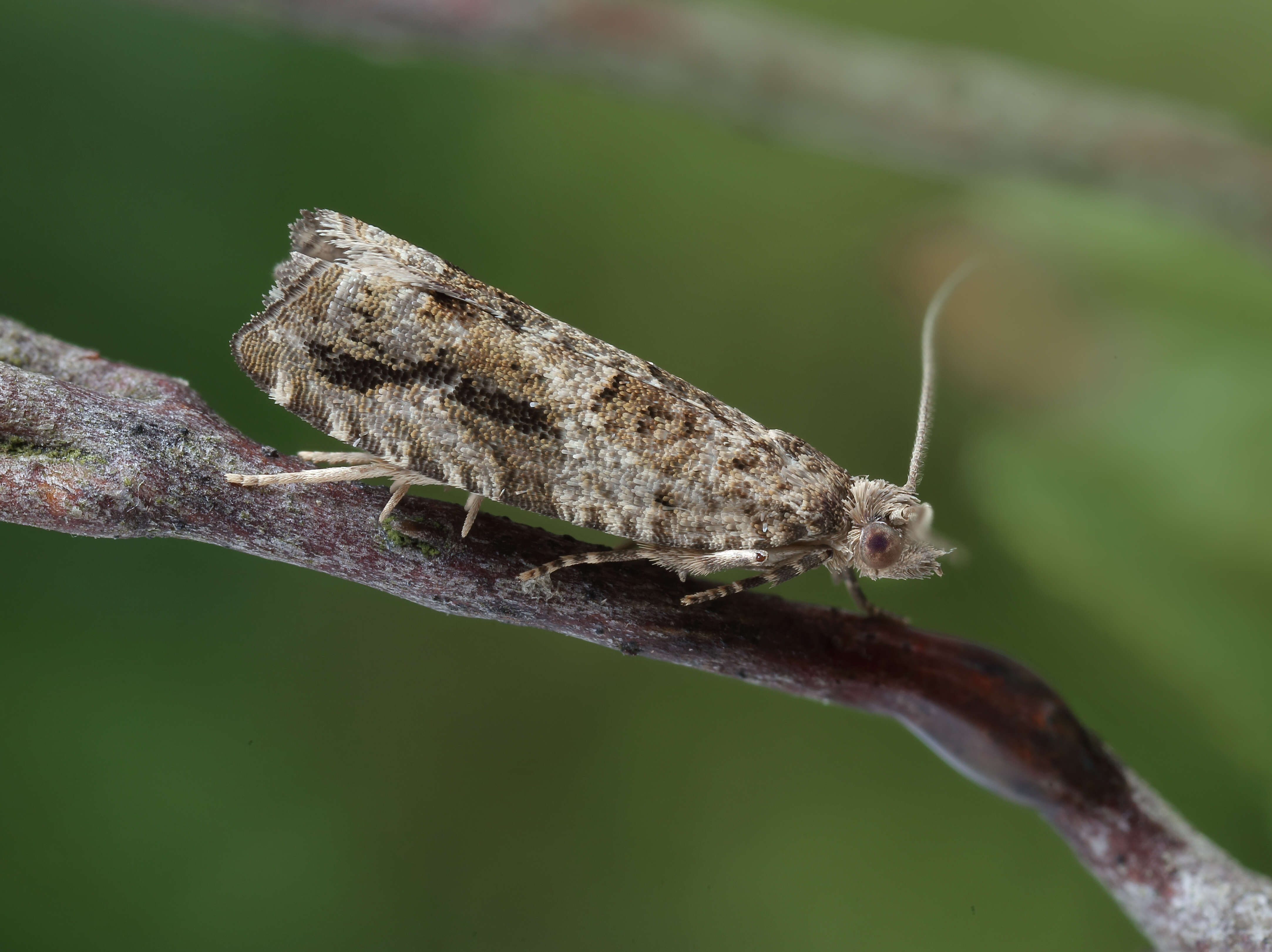 Image of Epinotia signatana Douglas 1845