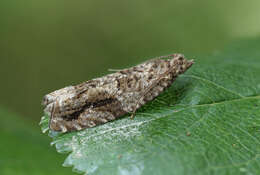 Image of Epinotia signatana Douglas 1845