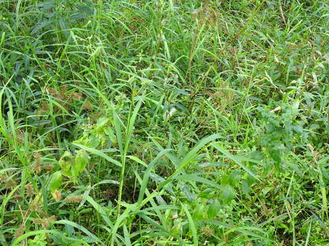 Image of Cut-grass