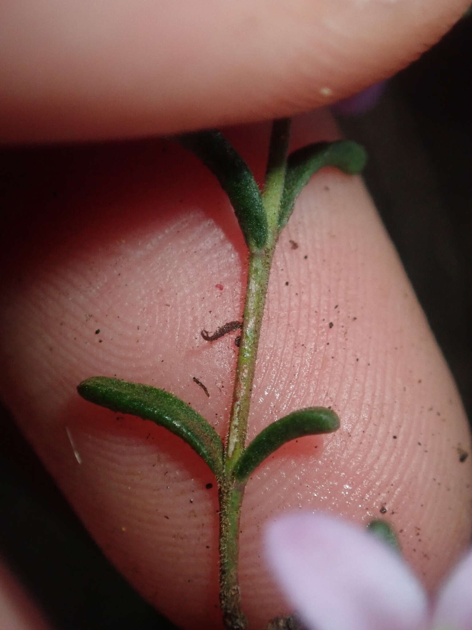 Image of Boronia capitata Benth.