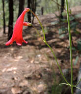 Image of Penstemon wislizenii (A. Gray) Straw