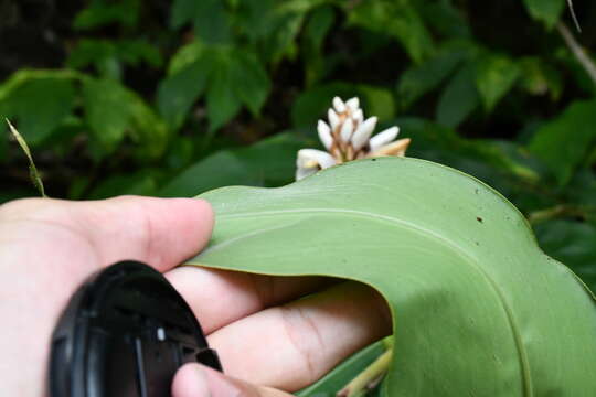 Image of Alpinia kawakamii Hayata