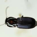 Image of Pterostichus (Hypherpes) amethystinus Mannerheim 1843