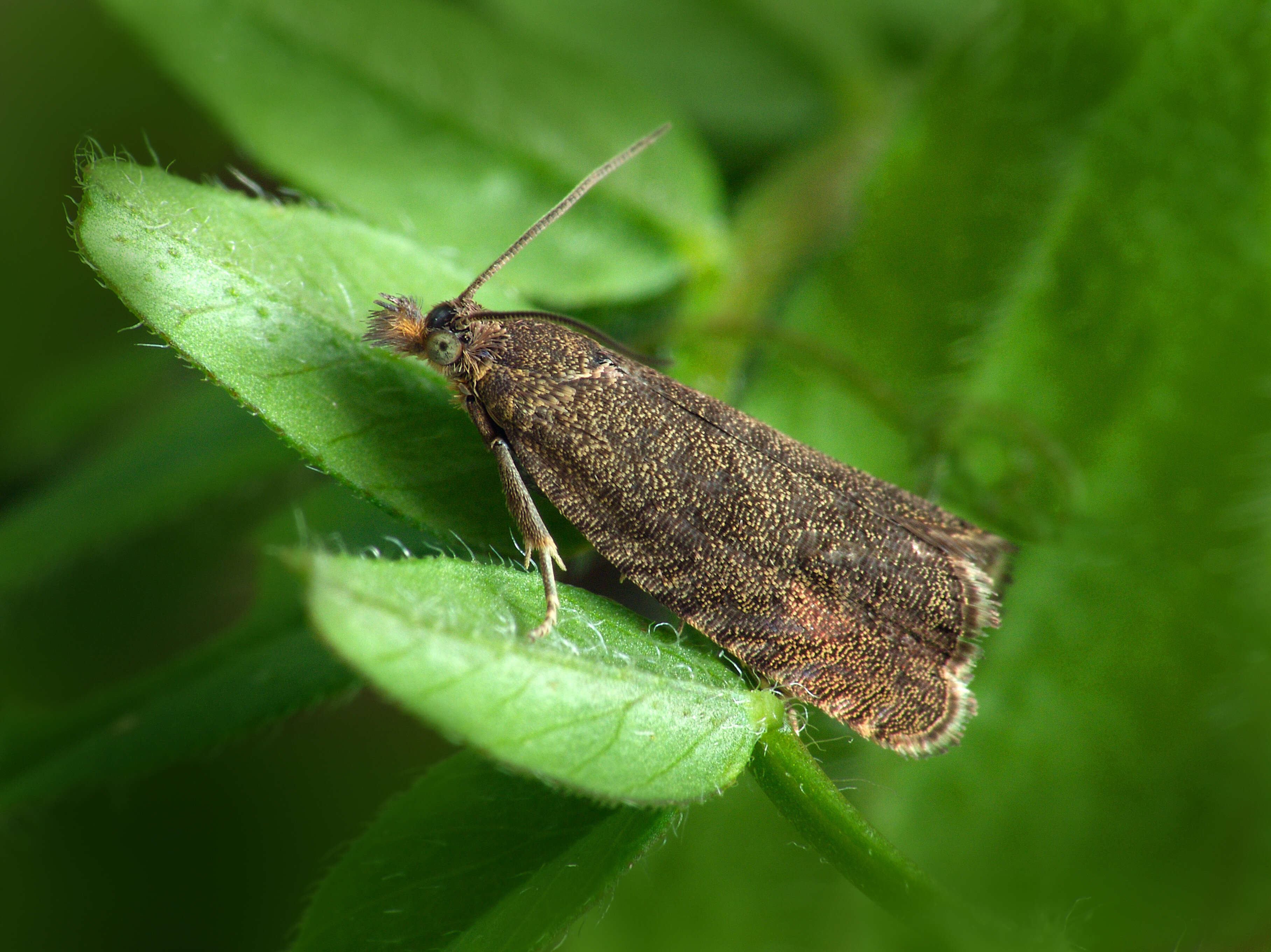 Image of Dichrorampha sedatana Busck 1906