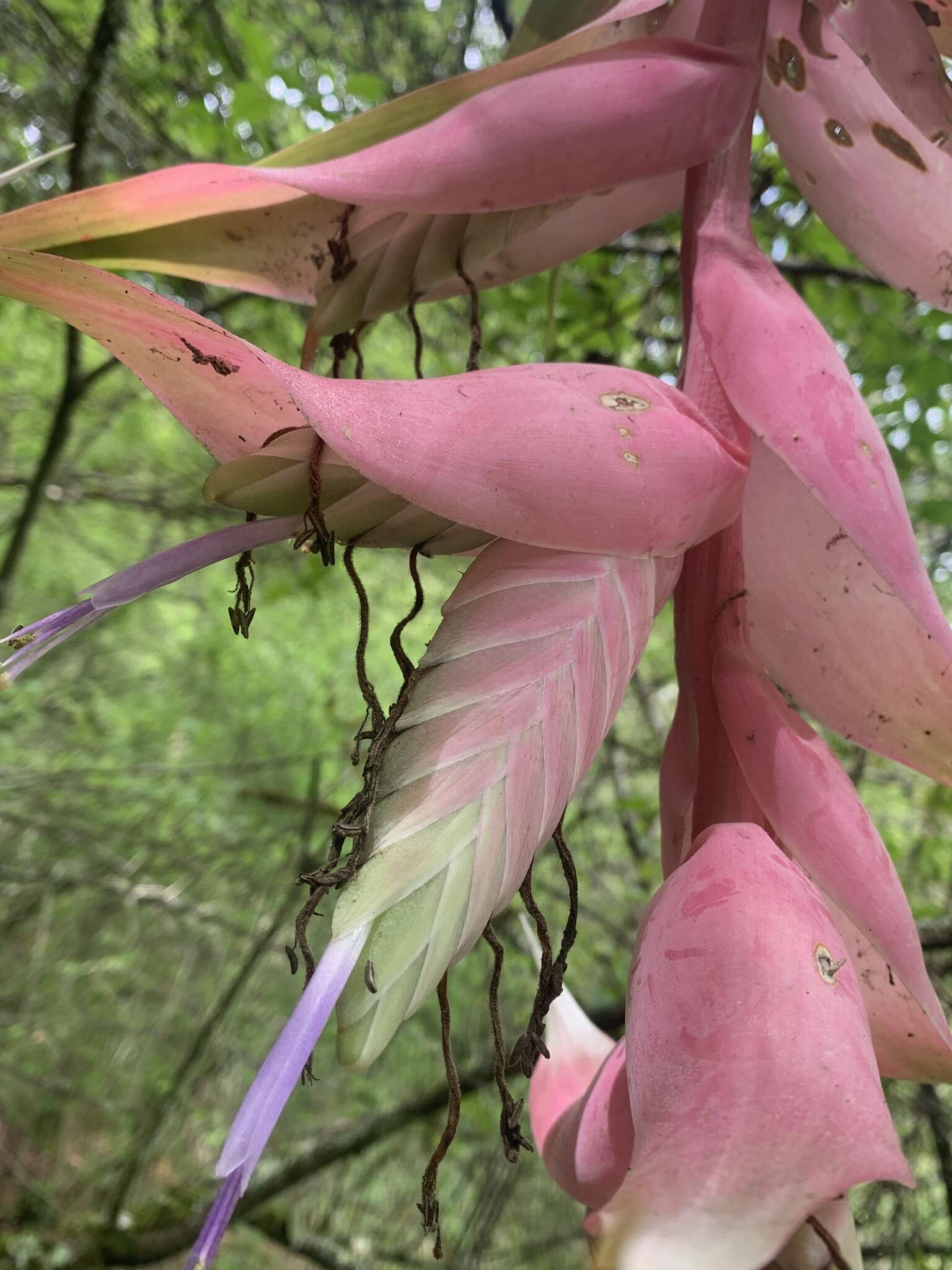 Tillandsia eizii L. B. Sm. resmi