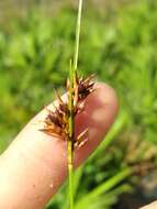 Image of Pine-Barren Beak Sedge