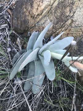 Image of Crassula perfoliata var. minor (Haw.) Rowley