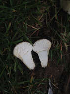 Image of common puffball