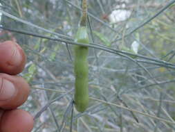 Image of Maerua nuda S. Elliot