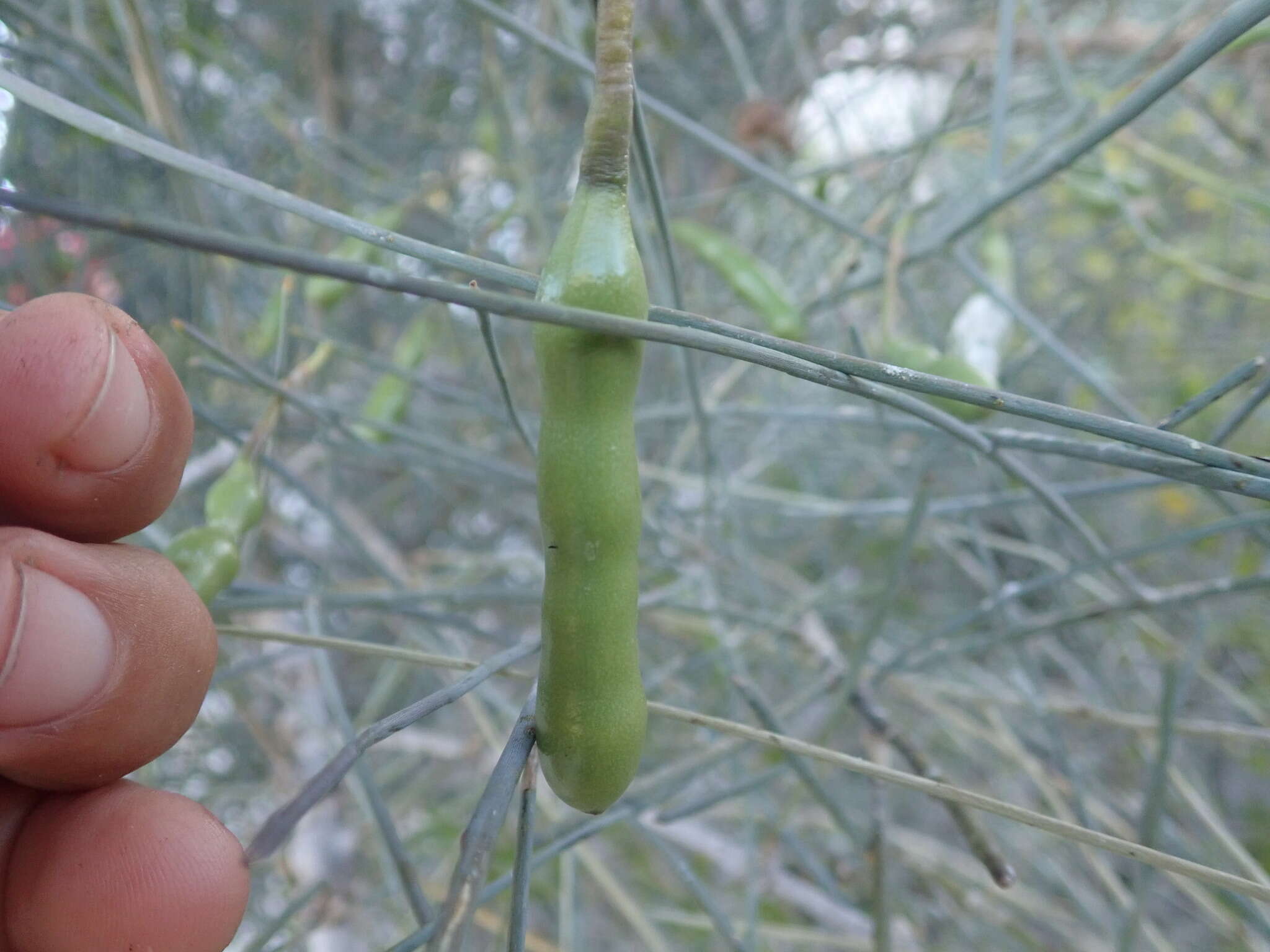 Image of Maerua nuda S. Elliot